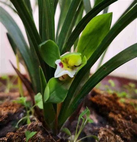 種植蘭花材料|蘭花介質，保證不爛根、年年都能開花